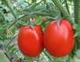 Происхождение помидора — родина и применение в древности, исторические факты