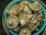 Соление грибов: домашние рецепты Как солить кулаки простым способом
